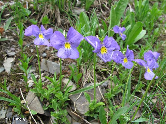 <i>Viola calcarata</i> L., 1753 © H. Tinguy