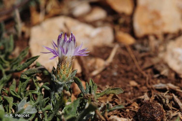 <i>Centaurea paniculata</i> L., 1753 © R. Poncet