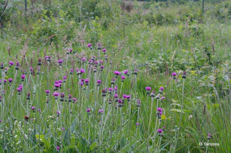 <i>Cirsium tuberosum</i> (L.) All., 1785 © O. Delzons