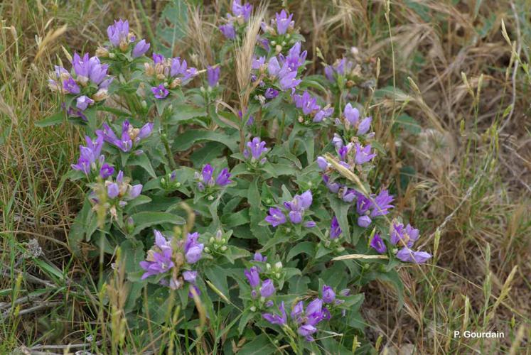 <i>Campanula glomerata</i> L., 1753 © P. Gourdain