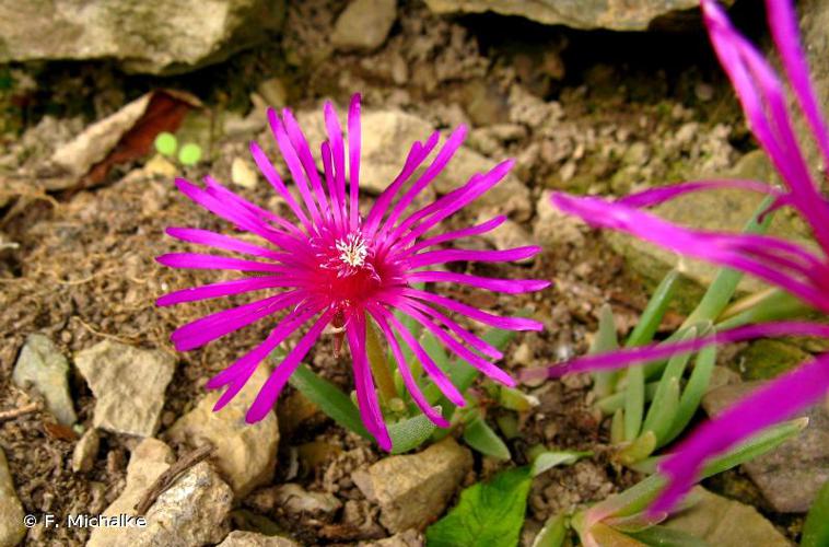 <i>Delosperma cooperi</i> (Hook.f.) L.Bolus, 1927 © F. Michalke