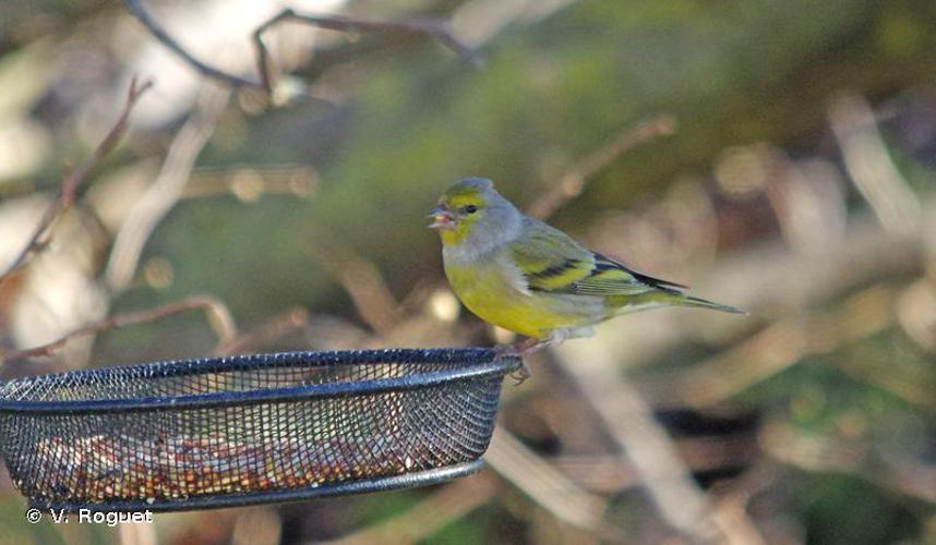 <i>Carduelis citrinella</i> (Pallas, 1764) © V. Roguet