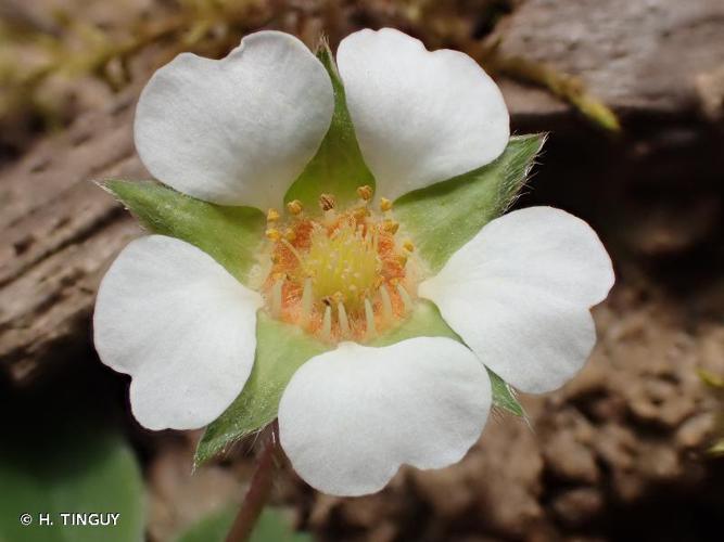 <i>Potentilla sterilis</i> (L.) Garcke, 1856 © H. TINGUY