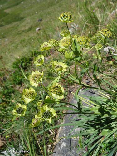 <i>Bupleurum stellatum</i> L., 1753 © P. Rouveyrol