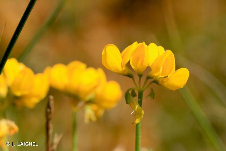 <i>Coronilla coronata</i> L., 1759 © J. LAIGNEL