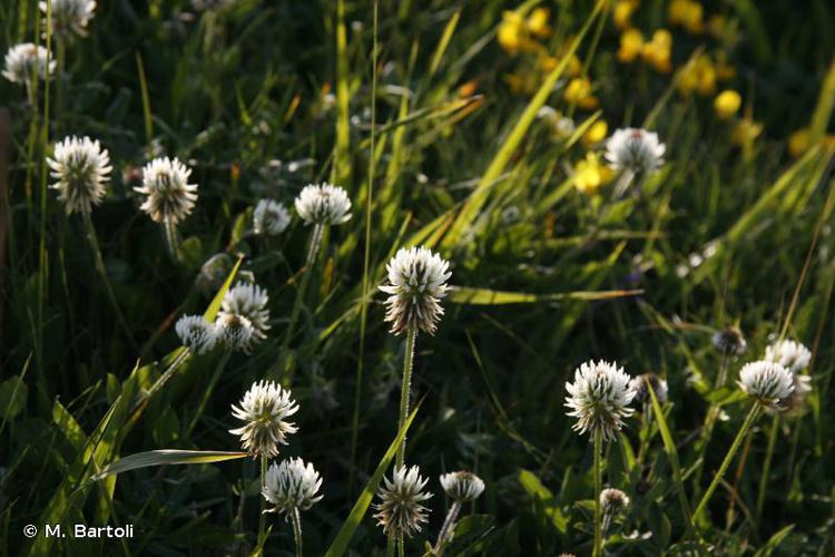 <i>Trifolium montanum</i> L., 1753 © M. Bartoli