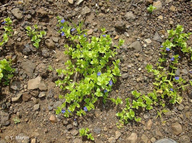 <i>Lysimachia arvensis</i> (L.) U.Manns & Anderb., 2009 © 