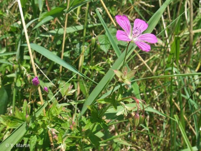 <i>Geranium palustre</i> L., 1756 © 