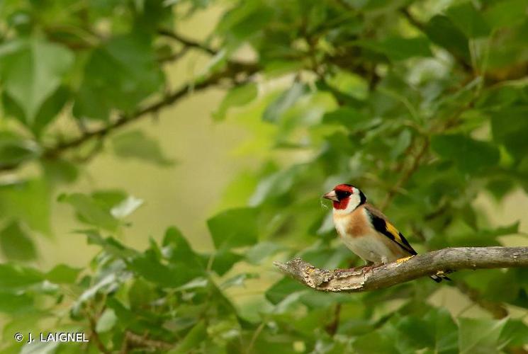 <i>Carduelis carduelis</i> (Linnaeus, 1758) © J. LAIGNEL