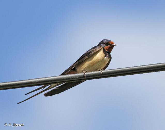 <i>Hirundo rustica</i> Linnaeus, 1758 © F. Jiguet