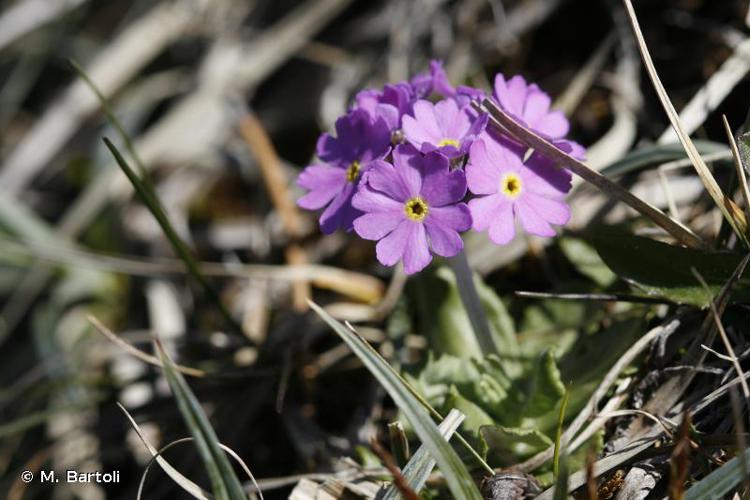 <i>Primula farinosa</i> L., 1753 © M. Bartoli