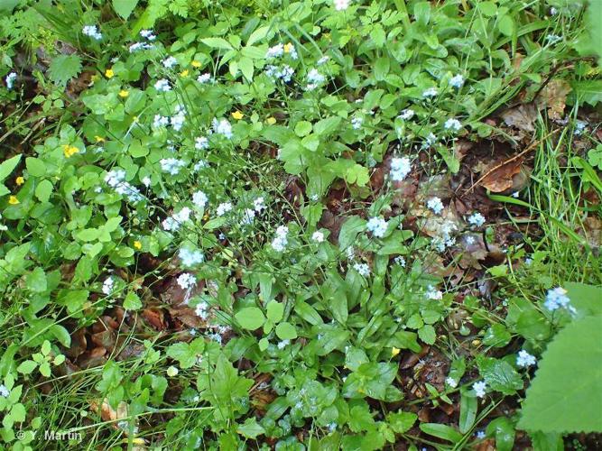 <i>Myosotis sylvatica</i> Hoffm., 1791 © 