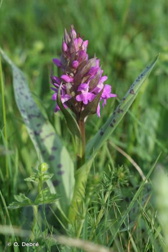 <i>Dactylorhiza majalis</i> (Rchb.) P.F.Hunt & Summerh., 1965 © O. Debré