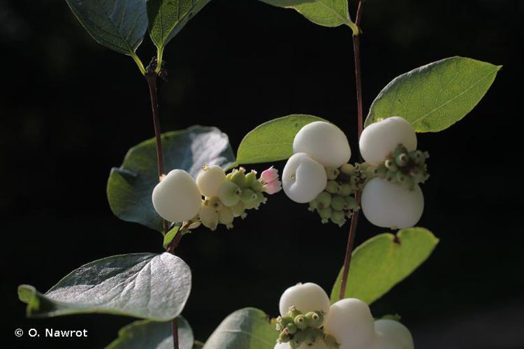 <i>Symphoricarpos albus</i> (L.) S.F.Blake, 1914 © O. Nawrot