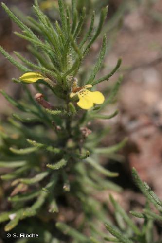 <i>Ajuga chamaepitys</i> (L.) Schreb., 1773 © S. Filoche