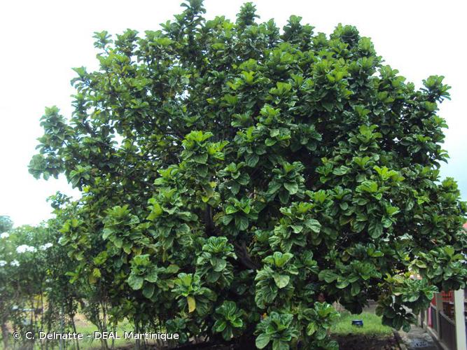 <i>Ficus lyrata</i> Warb., 1894 © C. Delnatte - DEAL Martinique