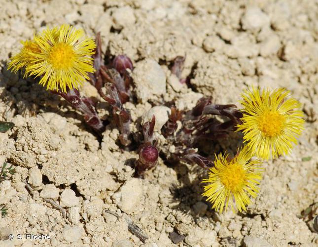 <i>Tussilago farfara</i> L., 1753 © S. Filoche