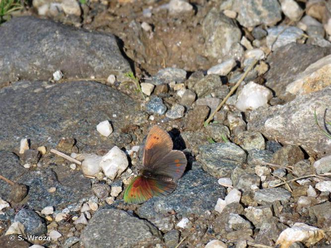 <i>Erebia arvernensis</i> Oberthür, 1908 © S. Wroza