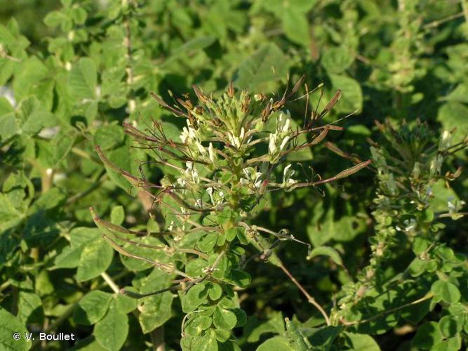 <i>Gynandropsis gynandra</i> (L.) Briq., 1914 © V. Boullet