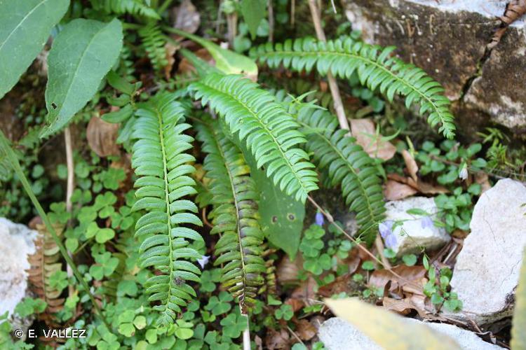 <i>Polystichum lonchitis</i> (L.) Roth, 1799 © E. VALLEZ