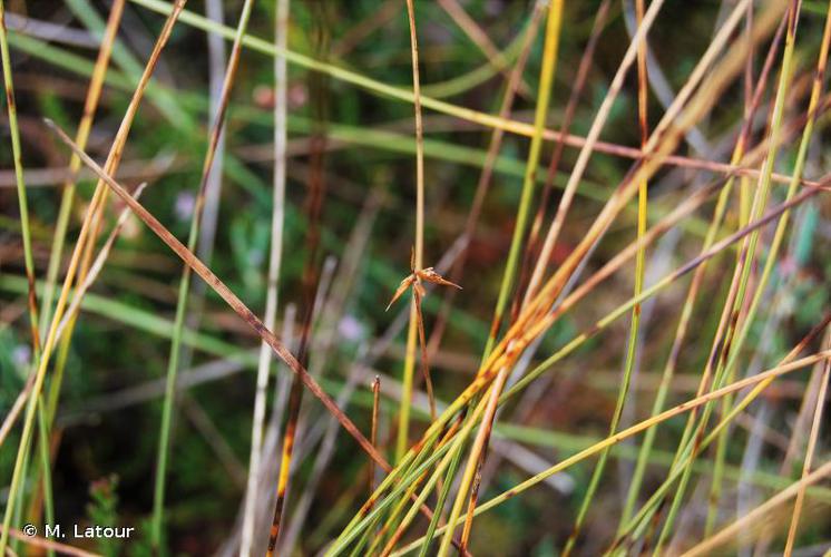 <i>Carex pauciflora</i> Lightf., 1777 © M. Latour