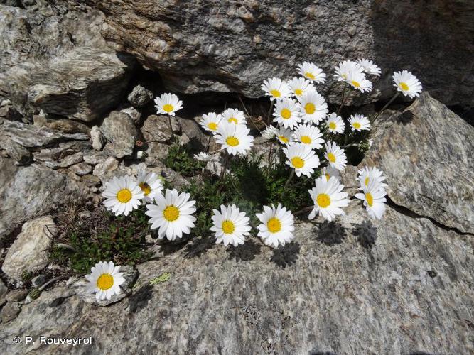 <i>Leucanthemopsis alpina</i> (L.) Heywood, 1975 © P. Rouveyrol