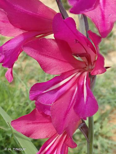 <i>Gladiolus communis</i> L., 1753 © H. TINGUY