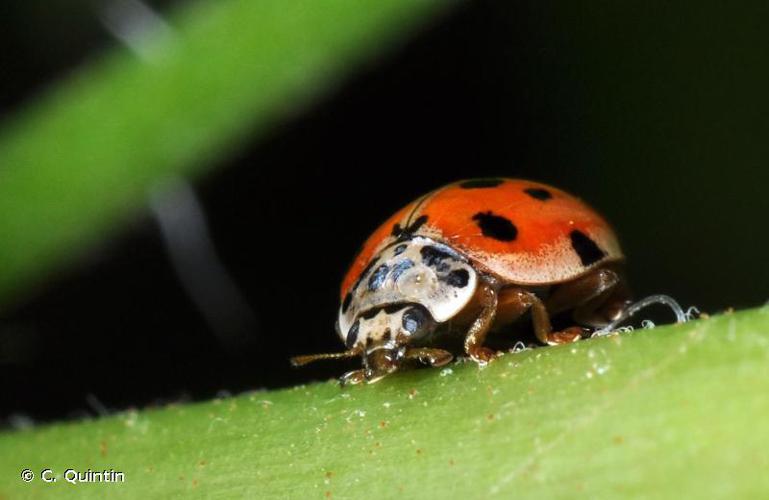 <i>Adalia decempunctata</i> (Linnaeus, 1758) © C. Quintin