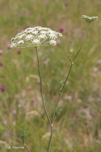 <i>Libanotis pyrenaica</i> (L.) O.Schwarz, 1949 © S. Filoche