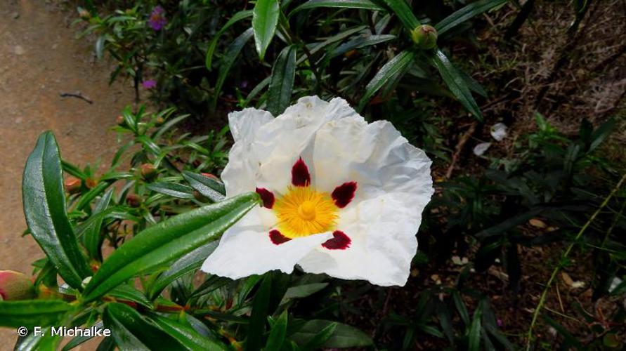 <i>Cistus ladanifer</i> L., 1753 © F. Michalke