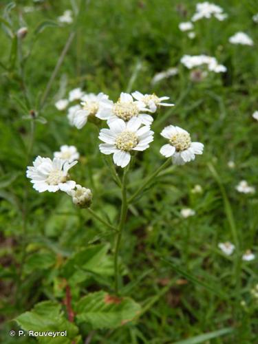 <i>Achillea ptarmica</i> L., 1753 © P. Rouveyrol