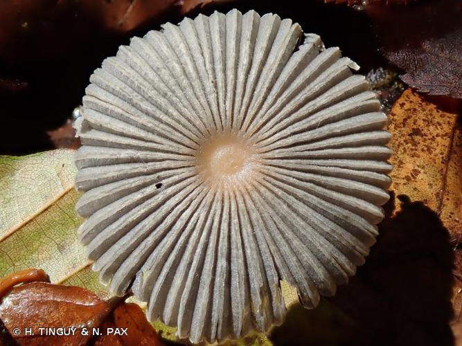 <i>Parasola plicatilis</i> (Curtis) Redhead, Vilgalys & Hopple, 2001 © H. TINGUY & N. PAX