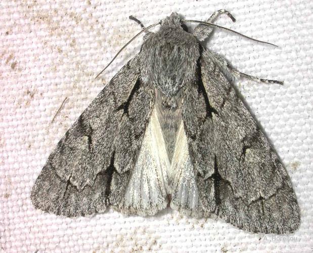 <i>Acronicta psi</i> (Linnaeus, 1758) © A. Horellou