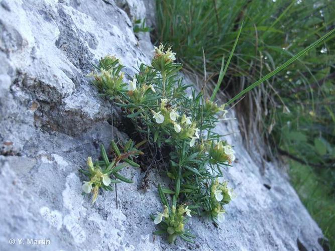 <i>Teucrium montanum</i> L., 1753 © 