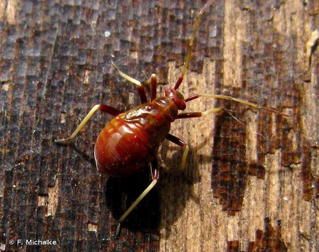 <i>Grypocoris sexguttatus</i> (Fabricius, 1777) © F. Michalke