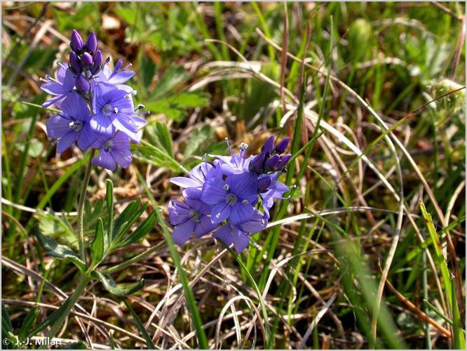 <i>Veronica austriaca</i> L., 1759 © 