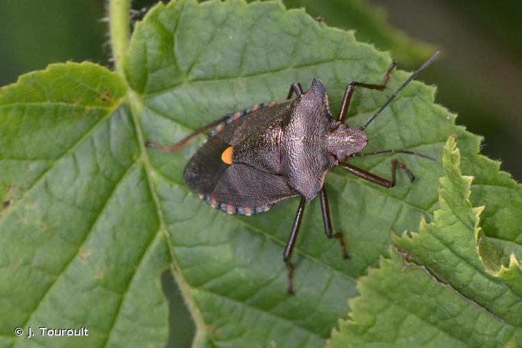 <i>Pentatoma rufipes</i> (Linnaeus, 1758) © J. Touroult