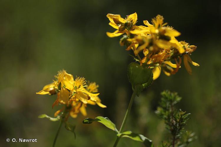 <i>Hypericum perfoliatum</i> L., 1767 © O. Nawrot