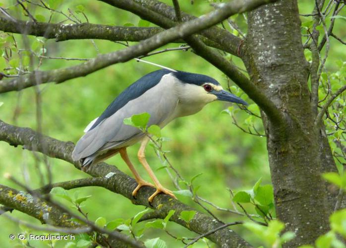 <i>Nycticorax nycticorax</i> (Linnaeus, 1758) © O. Roquinarc'h