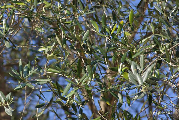 <i>Olea europaea</i> L., 1753 © P. Gourdain