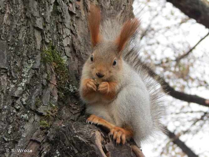 <i>Sciurus vulgaris</i> Linnaeus, 1758 © S. Wroza