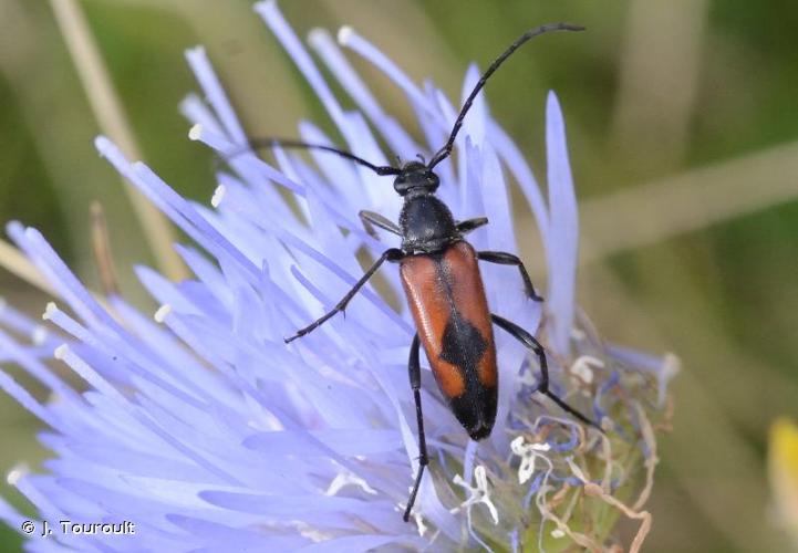 <i>Stenurella bifasciata</i> (Müller, 1776) © J. Touroult