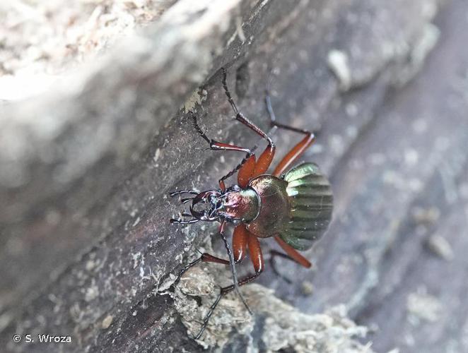 <i>Carabus auronitens</i> Fabricius, 1792 © S. Wroza