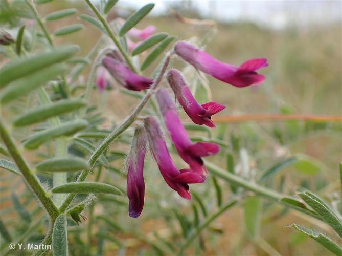 <i>Vicia benghalensis</i> L., 1753 © 