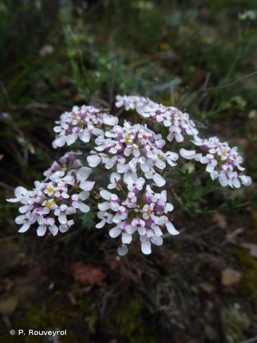 <i>Iberis pinnata</i> L., 1755 © P. Rouveyrol