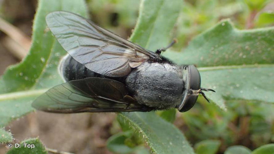 <i>Dasyrhamphis ater</i> (Rossi, 1790) © D. Top