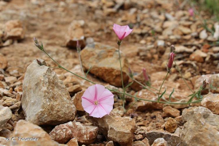 <i>Convolvulus cantabrica</i> L., 1753 © C. Fournier