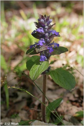 <i>Ajuga reptans</i> L., 1753 © 