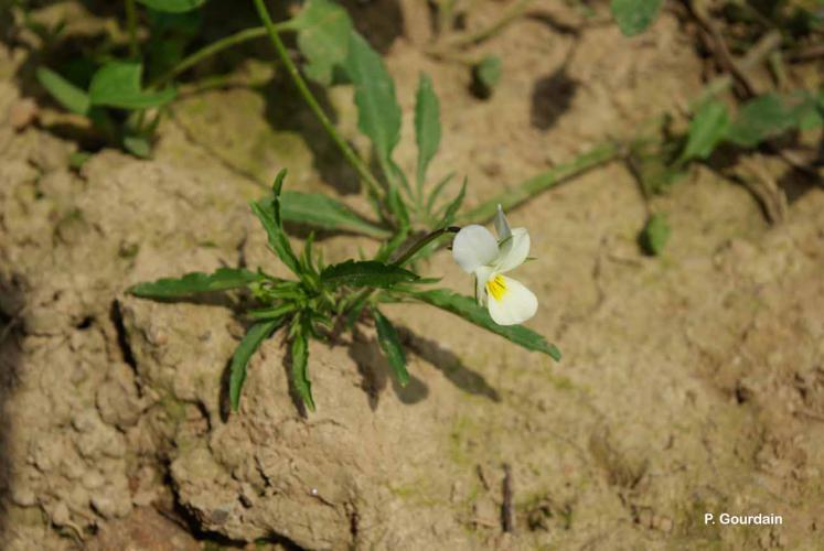 <i>Viola arvensis</i> Murray, 1770 © P. Gourdain