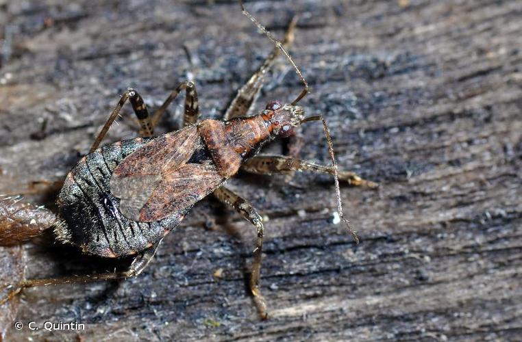 <i>Himacerus mirmicoides</i> (O. Costa, 1834) © C. Quintin